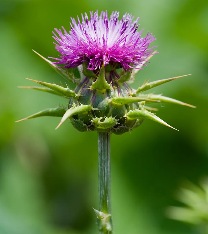 8-Serious-Side-Effects-Of-Milk-Thistle 8-Serious-Side-Effects-Of-Milk-Thistle