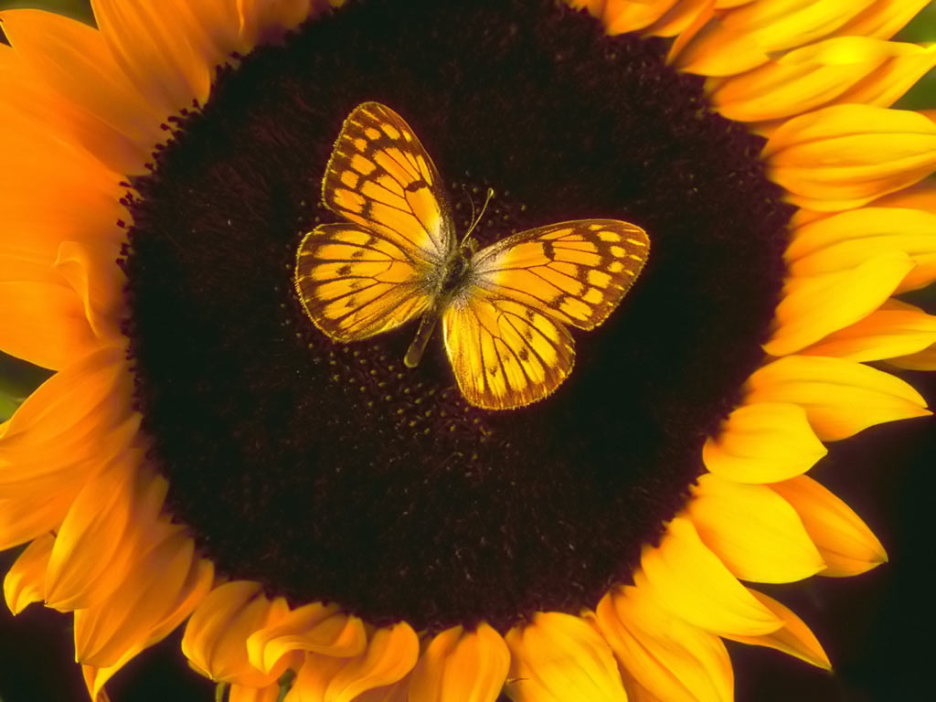 Butterfly_and_Sunflower_Windows_7_wallpaper Butterfly_and_Sunflower_Windows_7_wallpaper