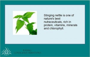 Nettles Nettles