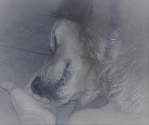 Animal Reiki2 Animal Reiki2